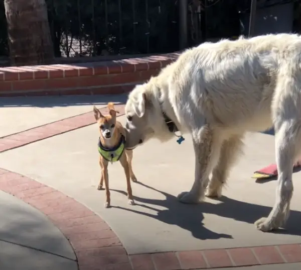 Cão gigante é resgatado depois de um ano fugindo de medo das pessoas cao-gigante-e-resgatado-depois-de-um-ano