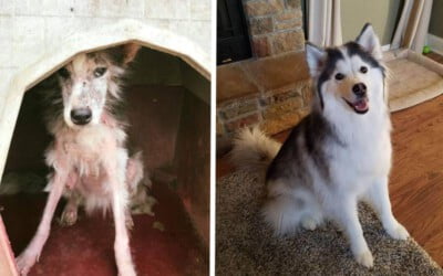 Cachorrinha abandonada tem surpreende transformação após seu resgate