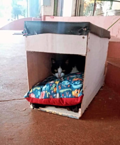 Cidade paraguaia transforma lixo eleitoral em casas para animais abandonados cidade-paraguaia-transforma-lixo-eleitoral-em-casas