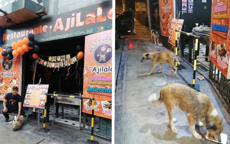 Dono de restaurante serve comida de graça para cães abandonados