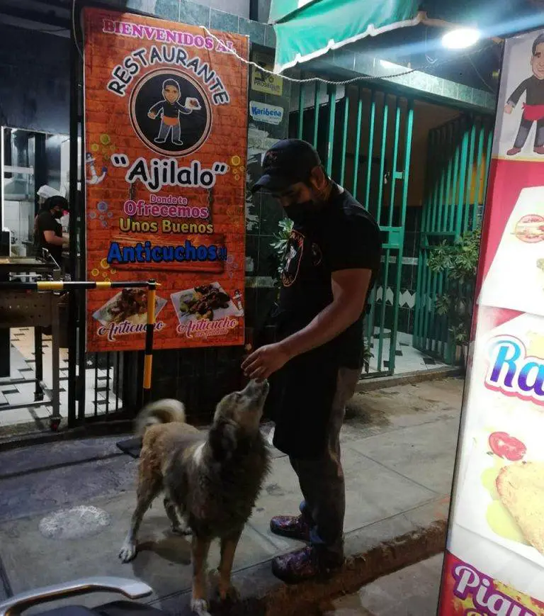 Dono de restaurante serve comida de graça para cães abandonados Dono de restaurante serve comida de graça para cães abandonados