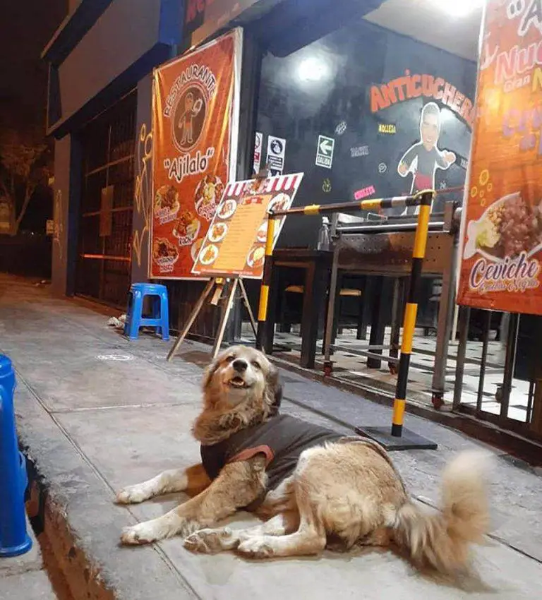 Dono de restaurante serve comida de graça para cães abandonados Dono de restaurante serve comida de graça para cães abandonados