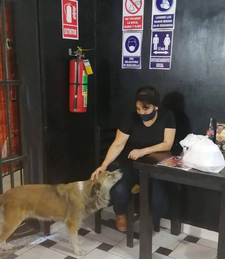 Dono de restaurante serve comida de graça para cães abandonados Dono de restaurante serve comida de graça para cães abandonados