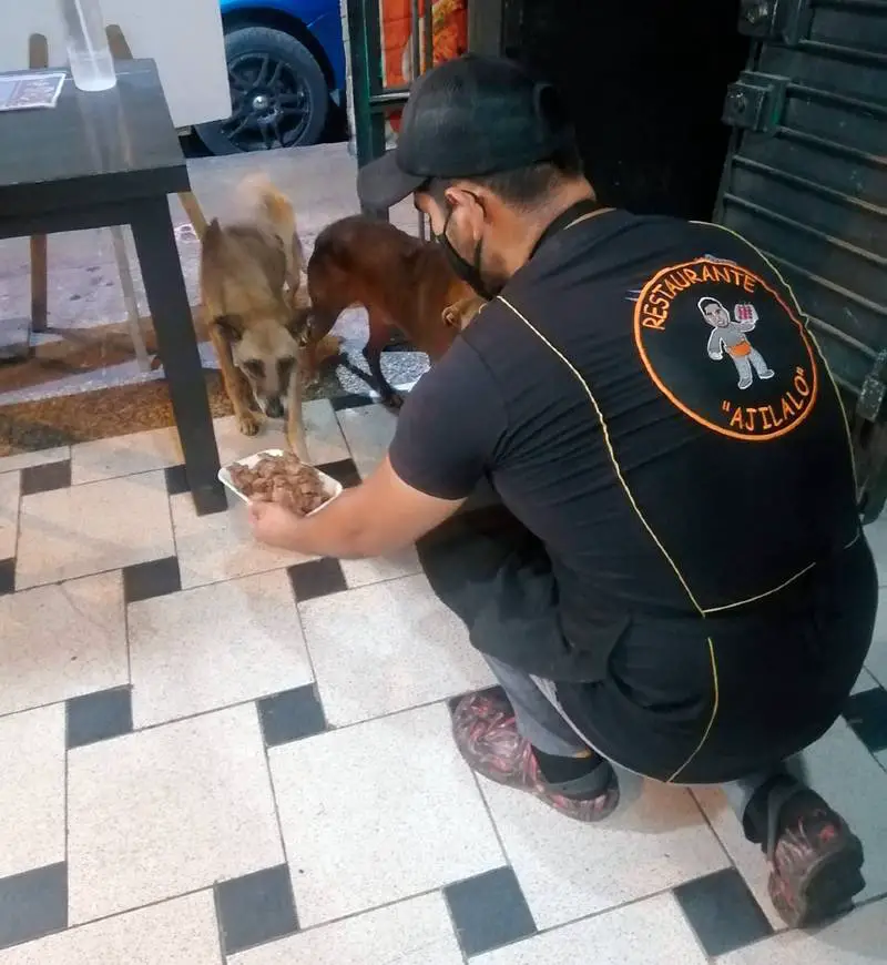 Dono de restaurante serve comida de graça para cães abandonados Dono de restaurante serve comida de graça para cães abandonados