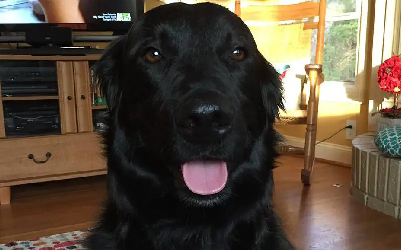 Família encontra cachorro preso em esgoto após uma semana perdido Família encontra cachorro preso em esgoto após uma semana perdido