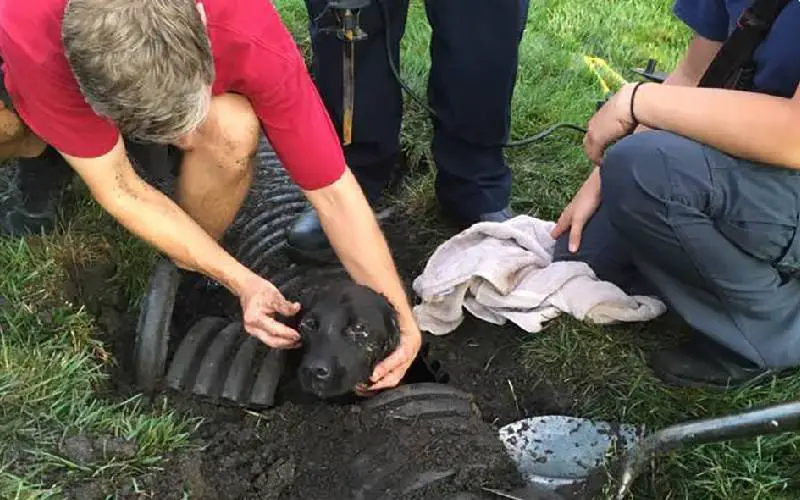 Família encontra cachorro preso em esgoto após uma semana perdido Família encontra cachorro preso em esgoto após uma semana perdido