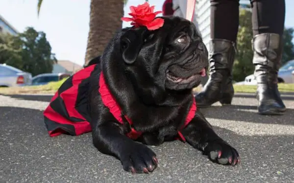 Família surpreende garoto com a cachorra que havia se perdido familia-surpreende-garoto-com-a-cachorra-perdida