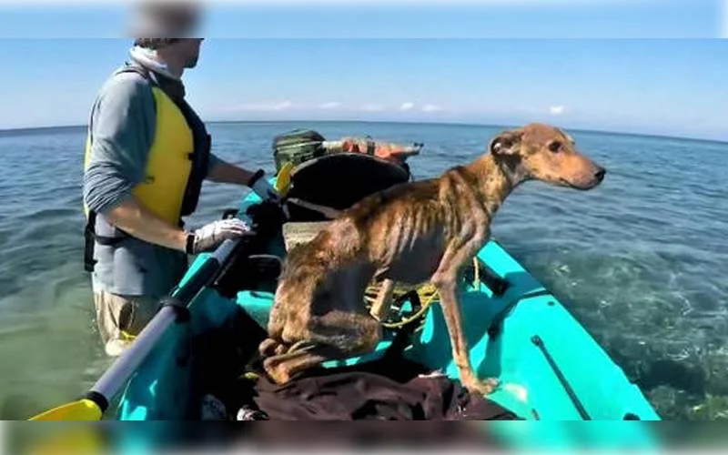 Cachorro abandonado em ilha é adotado por fotógrafo que o salvou