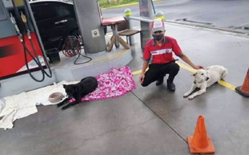 Funcionário de posto de gasolina acolhe filhotes de cachorro abandonados Funcionário de posto de gasolina acolhe filhotes de cachorro