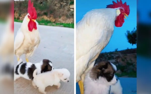 Galo adota uma ninhada de cachorros e cuida cuida como se fossem seus filhos Galo adota uma ninhada de cachorros e cuida cuida como se fossem seus filhos