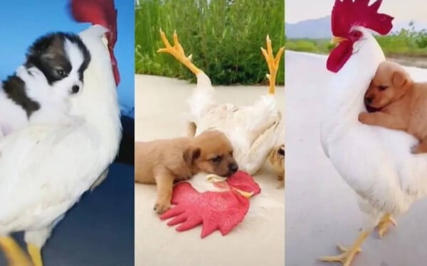 Galo adota uma ninhada de cachorros e cuida cuida como se fossem seus filhos galo-cuida-de-ninhada-de-cachorros