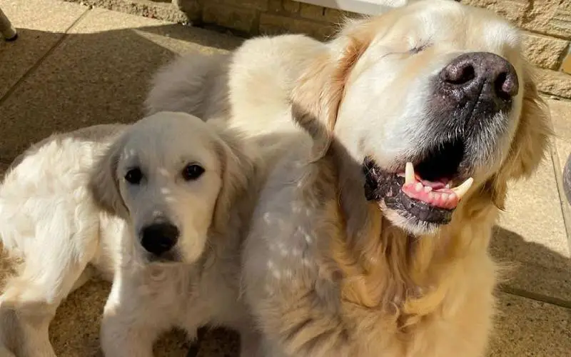 Golden retriever cego tem o seu próprio cão-guia, um filhote da mesma raça Golden retriever cego tem o seu próprio cão-guia, um filhote da mesma raça