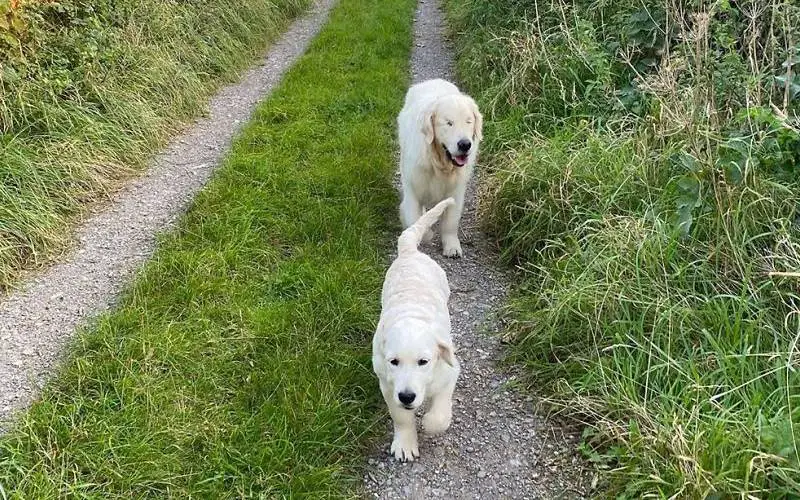 Golden retriever cego tem o seu próprio cão-guia, um filhote da mesma raça Golden retriever cego tem o seu próprio cão-guia, um filhote da mesma raça