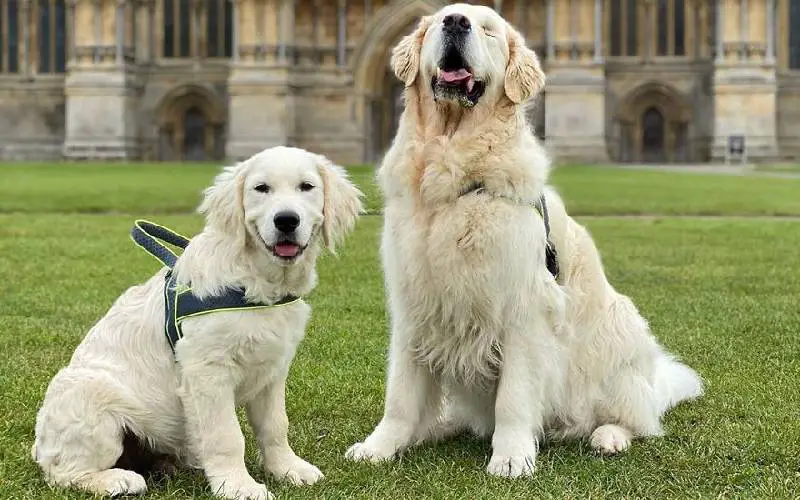 Golden retriever cego tem o seu próprio cão-guia, um filhote da mesma raça Golden retriever cego tem o seu próprio cão-guia, um filhote da mesma raça