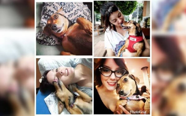 03 histórias de cães de rua resgatados que tiveram um final feliz