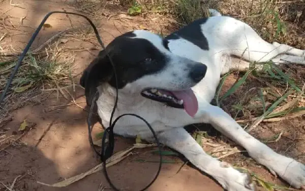 Homem arrasta cachorro por fio amarrado no pescoço do animal e acaba multado homem-arrasta-cachorro-pescoco-e-acaba-multado