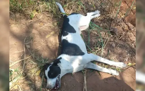 Homem arrasta cachorro por fio amarrado no pescoço do animal e acaba multado homem-arrasta-cachorro-pescoco-e-acaba-multado