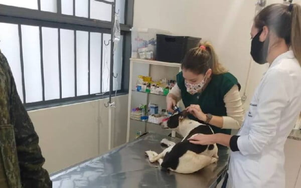 Homem arrasta cachorro por fio amarrado no pescoço do animal e acaba multado homem-arrasta-cachorro-pescoco-e-acaba-multado