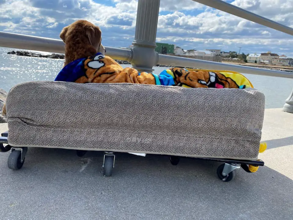 Homem cria cama móvel para cadela idosa aproveitar suas últimas férias Homem cria cama móvel para cadela idosa aproveitar suas últimas férias