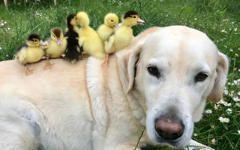 Um labrador adota nove patinhos e é simplesmente adorável labrador-adota-nove-patinhos