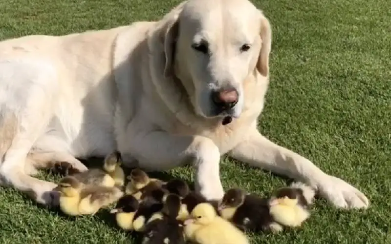 Um labrador adota nove patinhos e é simplesmente adorável labrador-adota-nove-patinhos