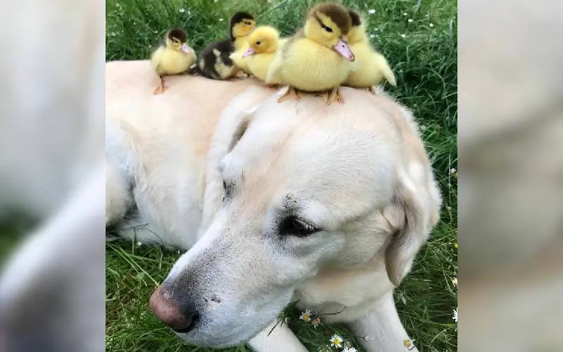 Um labrador adota nove patinhos e é simplesmente adorável labrador-adota-nove-patinhos