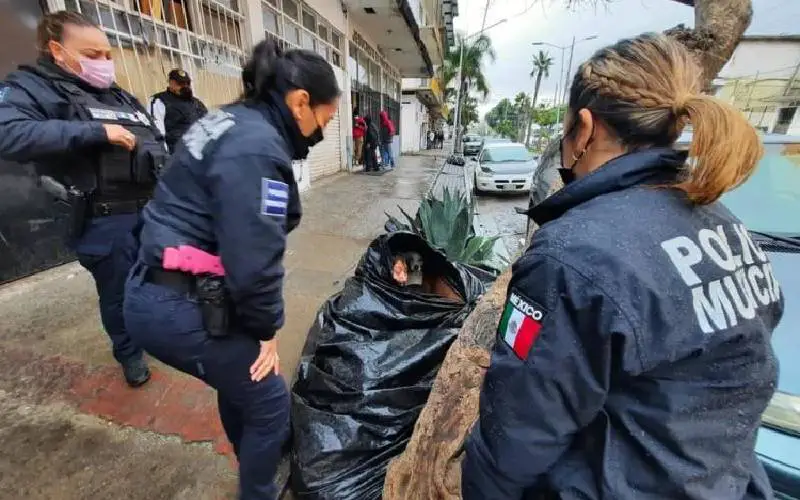 Mulher recusa ir para o abrigo para não se separar dos seus cachorros Mulher recusa ir para o abrigo para não se separar dos seus cachorros