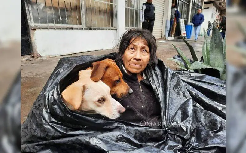 Mulher recusa ir para o abrigo para não se separar dos seus cachorros Mulher recusa ir para o abrigo para não se separar dos seus cachorros