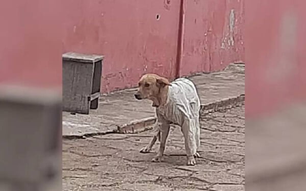Jovem agasalha cachorro de rua que estava tremendo de frio em Goiás mulher-registra-gesto-de-amor-a-um-cachorro