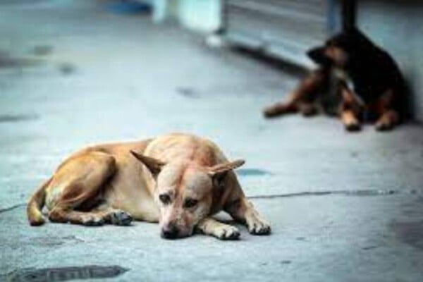 Jovem agasalha cachorro de rua que estava tremendo de frio em Goiás mulher-registra-gesto-de-amor-a-um-cachorro