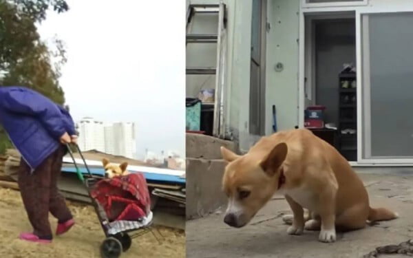 Idosa resgata cachorro deficiente abandonado no lixão e muda sua vida