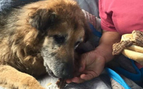 Mulher se despede de seu cão resgatado e salvo há 17 anos mulher-se-despede-de-cao-resgatado