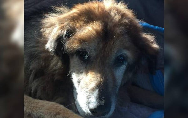 Mulher se despede de seu cão resgatado e salvo há 17 anos mulher-se-despede-de-cao-resgatado