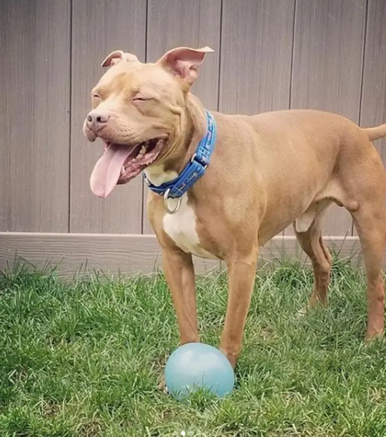 Pitbull resgatado insiste que o coloquem na cama toda noite