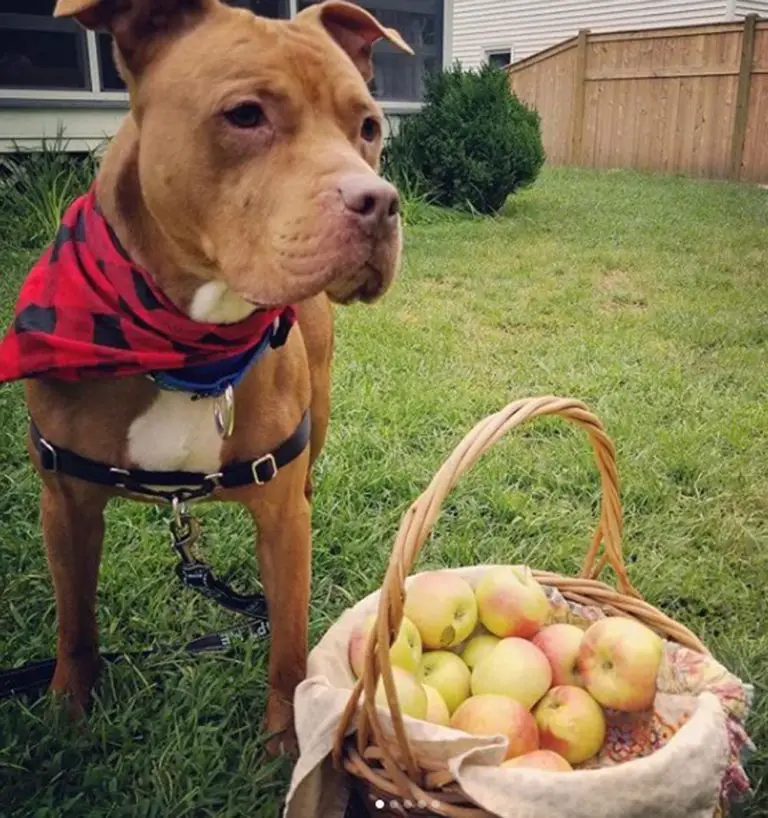 Pitbull resgatado insiste que o coloquem na cama toda noite