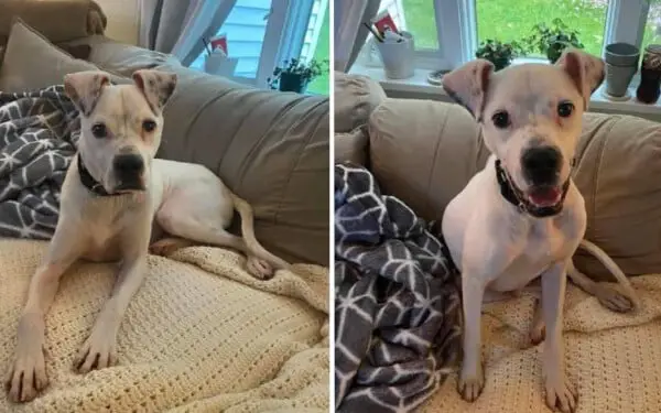 Cãozinho desnutrido consegue escapar das correntes para ter uma vida feliz recomeco-da-vida-de-Bones