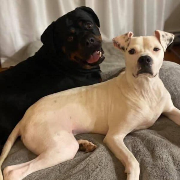Cãozinho desnutrido consegue escapar das correntes para ter uma vida feliz recomeco-da-vida-de-Bones