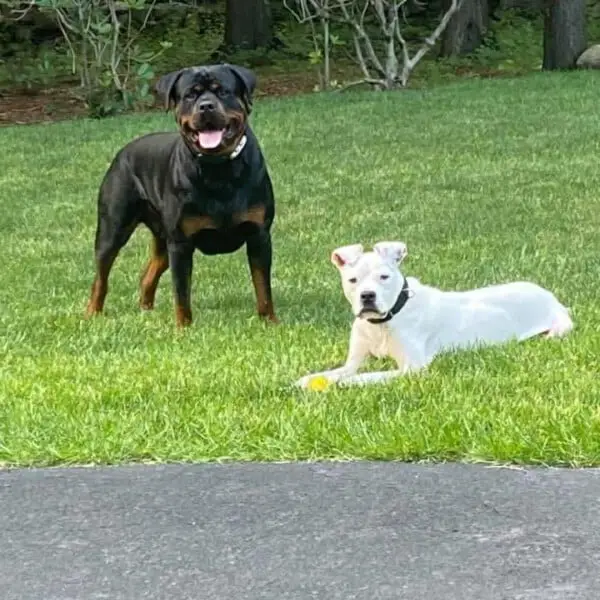 Cãozinho desnutrido consegue escapar das correntes para ter uma vida feliz recomeco-da-vida-de-Bones
