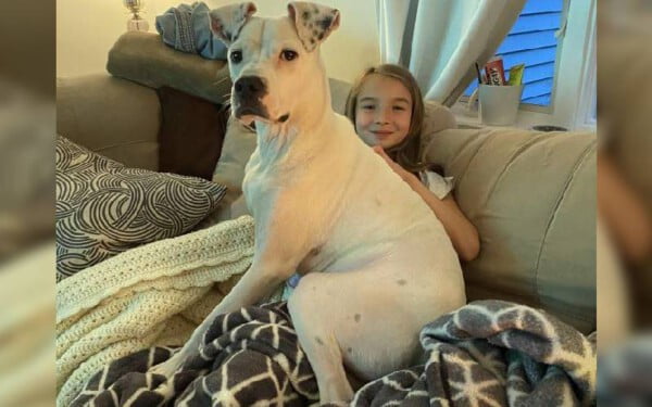 Cãozinho desnutrido consegue escapar das correntes para ter uma vida feliz recomeco-da-vida-de-Bones