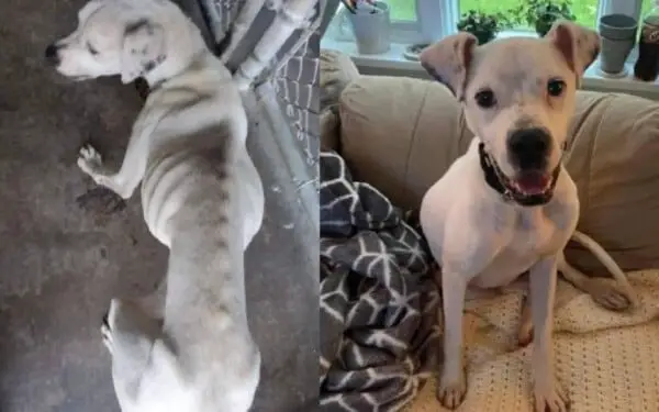 Cãozinho desnutrido consegue escapar das correntes para ter uma vida feliz recomeco-da-vida-de-bones