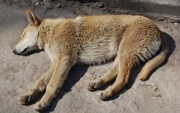 Em São Paulo, quem atropelar cães e gatos é obrigado a prestar socorro ou será multado Em São Paulo, quem atropelar cães e gatos é obrigado a prestar socorro ou será multado