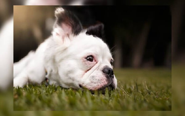O tutor morreu sem se despedir do seu cachorro: o que fazer? tutor-morreu-sem-se-despedir-do-cachorro