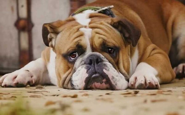 O tutor morreu sem se despedir do seu cachorro: o que fazer? tutor-morreu-sem-se-despedir-do-cachorro
