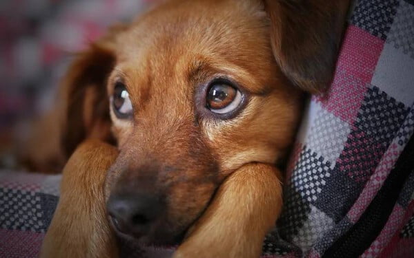 O tutor morreu sem se despedir do seu cachorro: o que fazer? tutor-morreu-sem-se-despedir-do-cachorro