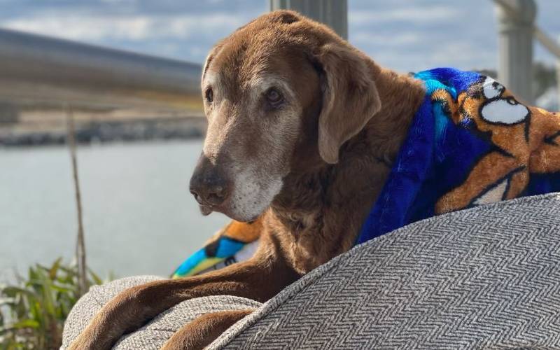 Homem cria cama móvel para cadela idosa aproveitar suas últimas férias