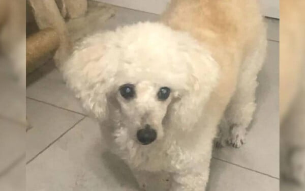 Cachorrinho cego que foi atropelado e que ninguém queria, agora é adotado e mimado um-cachorrinho-cego-que-ninguem-queria