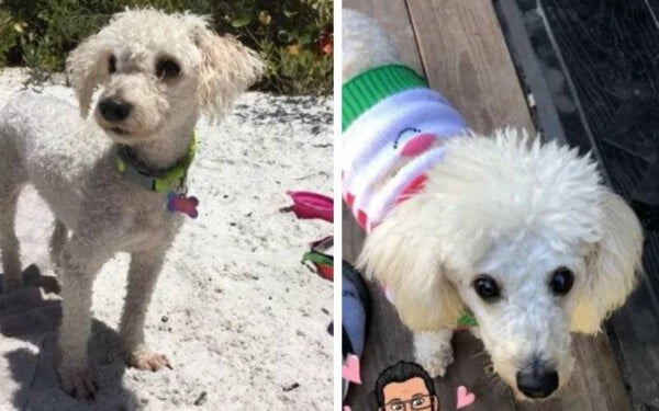 Cachorrinho cego que foi atropelado e que ninguém queria, agora é adotado e mimado um-cachorrinho-cego-que-ninguem-queria