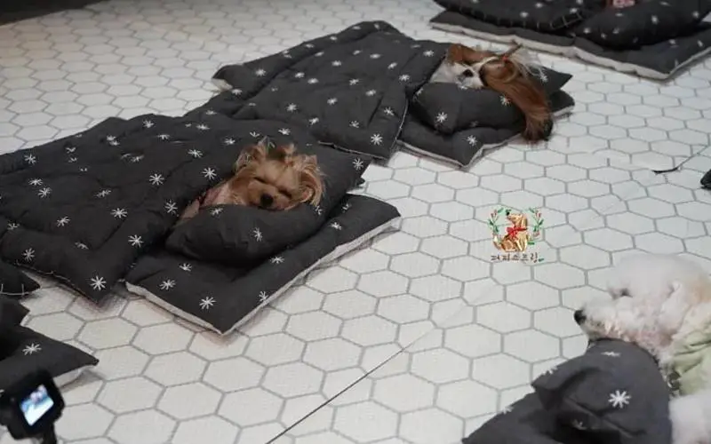 Creche projetada especialmente para cães é absolutamente incrível Creche projetada especialmente para cães é absolutamente incrível