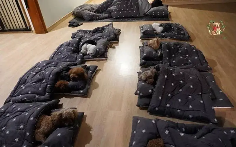 Creche projetada especialmente para cães é absolutamente incrível Creche projetada especialmente para cães é absolutamente incrível
