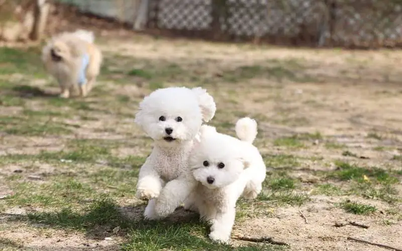 Creche projetada especialmente para cães é absolutamente incrível Creche projetada especialmente para cães é absolutamente incrível